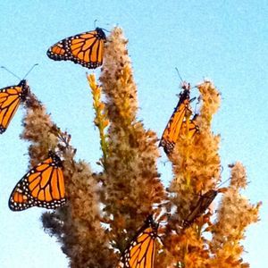 Meet your Posher, Elia